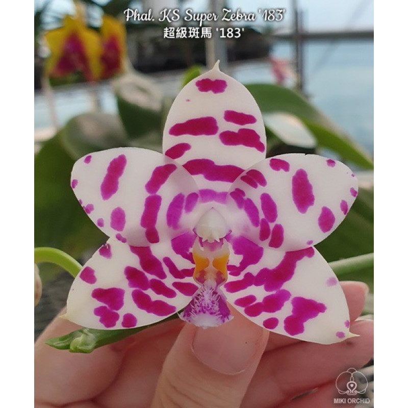 Орхидея Phal. KS Super Zebra 183 - купить, доставка Украина
